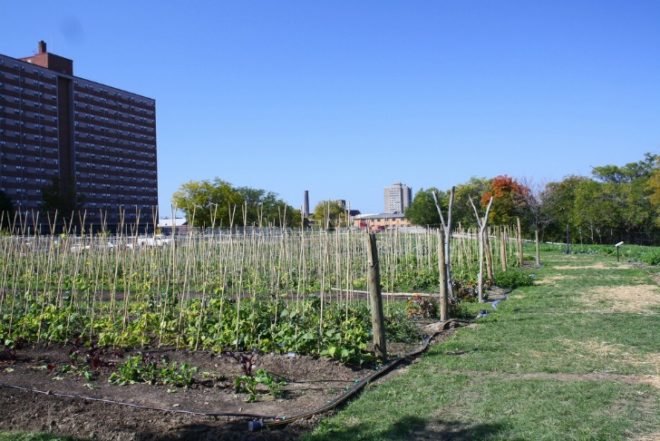 cleveland ohio, the cleveland kid, post-recession urban gardening, urban farming, vacant plots, abandoned houses, land lots, derelict land