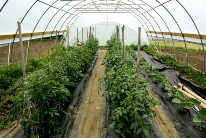 cleveland ohio, the cleveland kid, post-recession urban gardening, urban farming, vacant plots, abandoned houses, land lots, derelict land