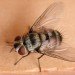 colony collapse disorder, bees, zombie bees, parasite, parasitic fly, apocephalus borealis, honeybees, bumble bees, phorids, apids, colony collapse disorder, cell phones kill bee, green design, sustainable design, eco design, san francisco state university