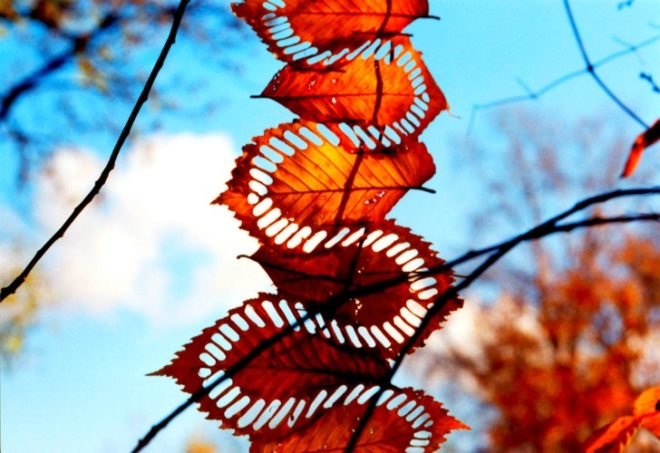 Land Art, Walter Mason, nature inspired art, organic art, eco art, green art