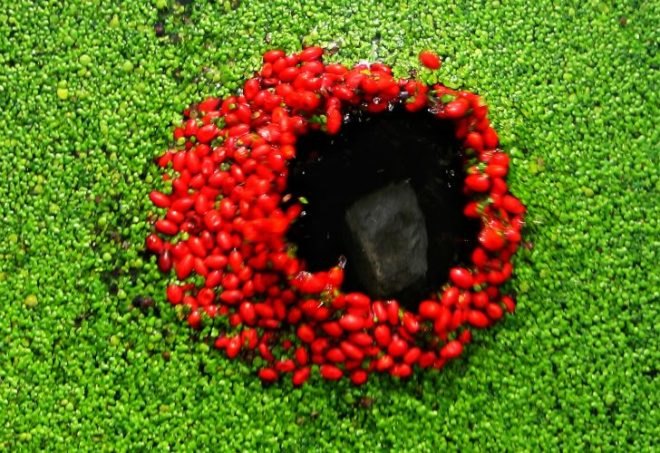 Land Art, Walter Mason, nature inspired art, organic art, eco art, green art