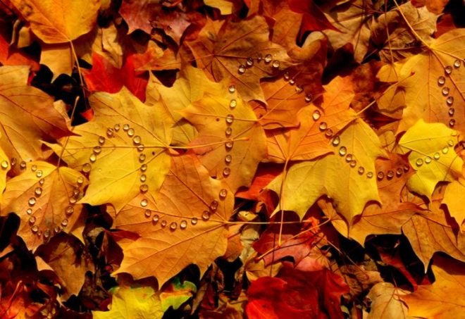 Land Art, Walter Mason, nature inspired art, organic art, eco art, green art
