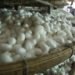 university of Wyoming dr jarvis, university of Wyoming silkworms, silkworms spider silk, silkworms spider silk fibres, silkworms spider silk artificial fibres, engineered silkworms spider silk, silkworms spider silk strong fibres, silkworms spider silk medical, silkworms spider silk bullet proof vest