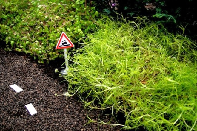 Steve Wheen, The Pothole Gardener, East London, art, environmental art, urban gardening, urban design, green design, sustainable design, guerrilla gardening, eco design, England,
