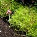 Steve Wheen, The Pothole Gardener, East London, art, environmental art, urban gardening, urban design, green design, sustainable design, guerrilla gardening, eco design, England,