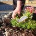 Steve Wheen, The Pothole Gardener, East London, art, environmental art, urban gardening, urban design, green design, sustainable design, guerrilla gardening, eco design, England,