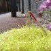 Steve Wheen, The Pothole Gardener, East London, art, environmental art, urban gardening, urban design, green design, sustainable design, guerrilla gardening, eco design, England,