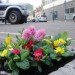 Steve Wheen, The Pothole Gardener, East London, art, environmental art, urban gardening, urban design, green design, sustainable design, guerrilla gardening, eco design, England,