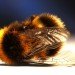 colony collapse disorder, bees, zombie bees, parasite, parasitic fly, apocephalus borealis, honeybees, bumble bees, phorids, apids, colony collapse disorder, cell phones kill bee, green design, sustainable design, eco design, san francisco state university