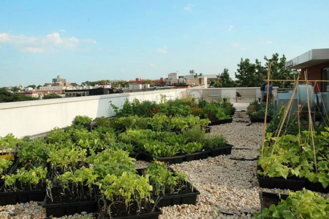green jobs training, manhattan community board 9, horticultural society of new york, strive, strive job training, green construction training, green jobs nyc, green jobs harlem, columbia university