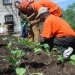 green jobs training, manhattan community board 9, horticultural society of new york, strive, strive job training, green construction training, green jobs nyc, green jobs harlem, columbia university