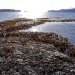 seaweed, microbe, stomach, seaweed uses, seaweed harvesting, seaweed biofuel, biofuel resources, fuel resources, green resources, green fuel, sustainable fuel, sustainable energy, ocean energy, seaweed energy, seaweed gas