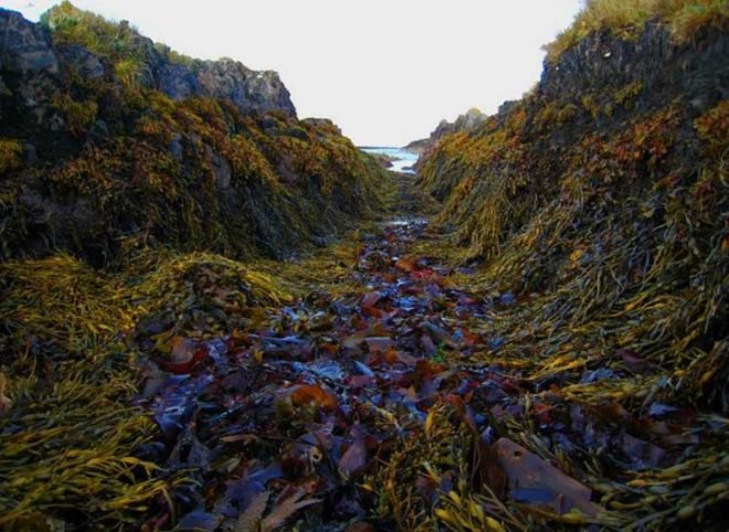 seaweed, microbe, stomach, seaweed uses, seaweed harvesting, seaweed biofuel, biofuel resources, fuel resources, green resources, green fuel, sustainable fuel, sustainable energy, ocean energy, seaweed energy, seaweed gas