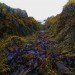 seaweed, microbe, stomach, seaweed uses, seaweed harvesting, seaweed biofuel, biofuel resources, fuel resources, green resources, green fuel, sustainable fuel, sustainable energy, ocean energy, seaweed energy, seaweed gas