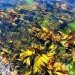 seaweed, microbe, stomach, seaweed uses, seaweed harvesting, seaweed biofuel, biofuel resources, fuel resources, green resources, green fuel, sustainable fuel, sustainable energy, ocean energy, seaweed energy, seaweed gas