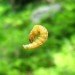 university of Wyoming dr jarvis, university of Wyoming silkworms, silkworms spider silk, silkworms spider silk fibres, silkworms spider silk artificial fibres, engineered silkworms spider silk, silkworms spider silk strong fibres, silkworms spider silk medical, silkworms spider silk bullet proof vest