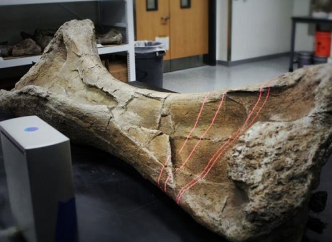 3d printed robots, 3d printed dinosaur robots, dinosaur robots, dinosaur movement, dinosaur replicas, paleontologists, paleontology, innovation in paleontology, drexel university, 3d printing, 3d printer, 3d printing technology