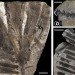 Pangea, ancient forest, Wuda China, preserved forest, ancient forest, 298 million year old forest, Herman Pfefferkorn, University of Pennsylvania, Proceedings of the National Academy of Scientists, Sigillaria, Cordaites, Noeggerthiales, Permian Era