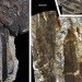 Pangea, ancient forest, Wuda China, preserved forest, ancient forest, 298 million year old forest, Herman Pfefferkorn, University of Pennsylvania, Proceedings of the National Academy of Scientists, Sigillaria, Cordaites, Noeggerthiales, Permian Era