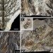 Pangea, ancient forest, Wuda China, preserved forest, ancient forest, 298 million year old forest, Herman Pfefferkorn, University of Pennsylvania, Proceedings of the National Academy of Scientists, Sigillaria, Cordaites, Noeggerthiales, Permian Era