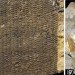 Pangea, ancient forest, Wuda China, preserved forest, ancient forest, 298 million year old forest, Herman Pfefferkorn, University of Pennsylvania, Proceedings of the National Academy of Scientists, Sigillaria, Cordaites, Noeggerthiales, Permian Era