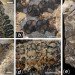 Pangea, ancient forest, Wuda China, preserved forest, ancient forest, 298 million year old forest, Herman Pfefferkorn, University of Pennsylvania, Proceedings of the National Academy of Scientists, Sigillaria, Cordaites, Noeggerthiales, Permian Era