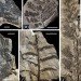 Pangea, ancient forest, Wuda China, preserved forest, ancient forest, 298 million year old forest, Herman Pfefferkorn, University of Pennsylvania, Proceedings of the National Academy of Scientists, Sigillaria, Cordaites, Noeggerthiales, Permian Era