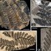 Pangea, ancient forest, Wuda China, preserved forest, ancient forest, 298 million year old forest, Herman Pfefferkorn, University of Pennsylvania, Proceedings of the National Academy of Scientists, Sigillaria, Cordaites, Noeggerthiales, Permian Era