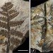 Pangea, ancient forest, Wuda China, preserved forest, ancient forest, 298 million year old forest, Herman Pfefferkorn, University of Pennsylvania, Proceedings of the National Academy of Scientists, Sigillaria, Cordaites, Noeggerthiales, Permian Era