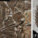 Pangea, ancient forest, Wuda China, preserved forest, ancient forest, 298 million year old forest, Herman Pfefferkorn, University of Pennsylvania, Proceedings of the National Academy of Scientists, Sigillaria, Cordaites, Noeggerthiales, Permian Era