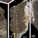 Pangea, ancient forest, Wuda China, preserved forest, ancient forest, 298 million year old forest, Herman Pfefferkorn, University of Pennsylvania, Proceedings of the National Academy of Scientists, Sigillaria, Cordaites, Noeggerthiales, Permian Era