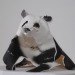 art, Recycling / Compost, Anna-Wili Highfield, sydney art, australian artist, animal paper sculptures, paper sculptures, biodegradable paper, recyclable paper, ephemeral art