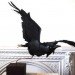 art, Recycling / Compost, Anna-Wili Highfield, sydney art, australian artist, animal paper sculptures, paper sculptures, biodegradable paper, recyclable paper, ephemeral art
