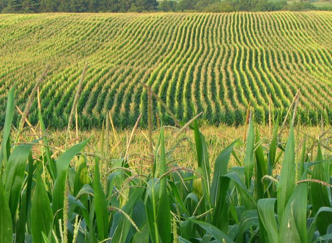 bill gates, global food supply, food crisis, global food crisis, food scarcity, agricultural crisis, global agriculture, agriculture, increasing yields, bill and melinda gates foundation, bill gates, philanthropy, global issues, agricultural issues