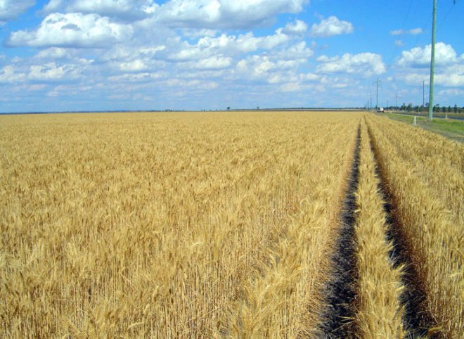 bill gates, global food supply, food crisis, global food crisis, food scarcity, agricultural crisis, global agriculture, agriculture, increasing yields, bill and melinda gates foundation, bill gates, philanthropy, global issues, agricultural issues