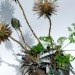 CD Animal Sculptures, Sean Avery, old cds, cds, cd sculptures, recycled materials, animal sculptures, eco art