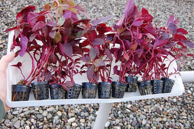green design, eco design, sustainable design, hydroponic garden, vertical garden, hydroponic farming, Kickstarter, Garden Up, home garden, local food, sustainable food