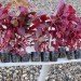 green design, eco design, sustainable design, hydroponic garden, vertical garden, hydroponic farming, Kickstarter, Garden Up, home garden, local food, sustainable food