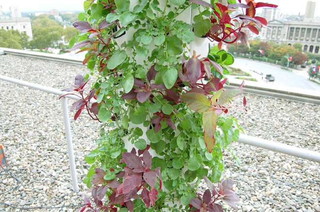 green design, eco design, sustainable design, hydroponic garden, vertical garden, hydroponic farming, Kickstarter, Garden Up, home garden, local food, sustainable food