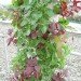 green design, eco design, sustainable design, hydroponic garden, vertical garden, hydroponic farming, Kickstarter, Garden Up, home garden, local food, sustainable food