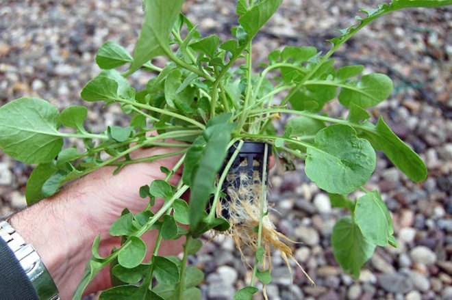 green design, eco design, sustainable design, hydroponic garden, vertical garden, hydroponic farming, Kickstarter, Garden Up, home garden, local food, sustainable food