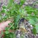 green design, eco design, sustainable design, hydroponic garden, vertical garden, hydroponic farming, Kickstarter, Garden Up, home garden, local food, sustainable food