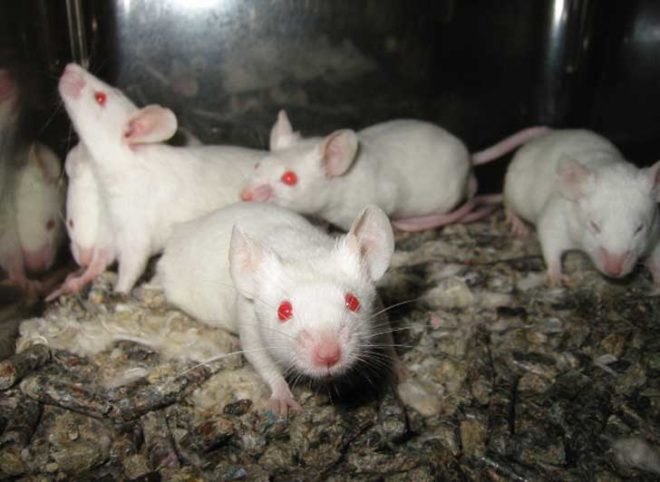 lab mice, stem cells, neurons grown from stem cells, stem cell therapy, stem cell research, stem cell growth, animal rights, animal cruelty, lab animals, lab research, animal research, neuron therapy, stem cell uses, university of wisconsin, madison, cellular dynamics international