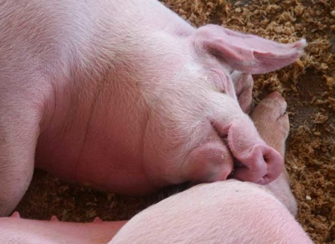 abuse, animal abuse, pig farm, pig farm conditions, pig farm abuses, pig farm problems, big pig farm, farming, animal rights, factory farming, factory pig farm, wal mart meat