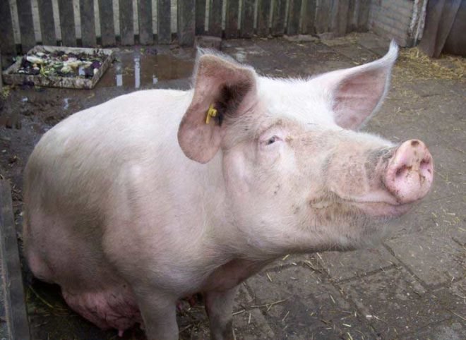 abuse, animal abuse, pig farm, pig farm conditions, pig farm abuses, pig farm problems, big pig farm, farming, animal rights, factory farming, factory pig farm, wal mart meat