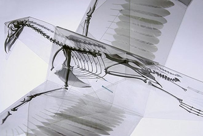 Art, Green Materials, Recycling / Compost, Takayuki Hori, X-ray Origami, trasluscent Origami, Endangered Species, ephemeral art, recyclable paper, biodegradable paper, paper art, paper sculpture, Japanese art, japanese design, origami, origami animals, Oritsunagumono, Mitsubishi Chemical Junior Designer Award