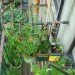 Urban Organic Gardener Fire Escape Garden, fire escape garden, urban organic gardener, urban gardening, urban gardens nyc, urban gardens new york, how to grow an urban garden
