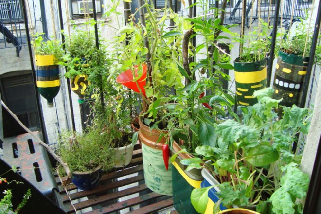 Urban Organic Gardener Fire Escape Garden, fire escape garden, urban organic gardener, urban gardening, urban gardens nyc, urban gardens new york, how to grow an urban garden