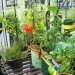 Urban Organic Gardener Fire Escape Garden, fire escape garden, urban organic gardener, urban gardening, urban gardens nyc, urban gardens new york, how to grow an urban garden