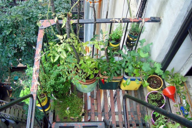 Urban Organic Gardener Fire Escape Garden, fire escape garden, urban organic gardener, urban gardening, urban gardens nyc, urban gardens new york, how to grow an urban garden